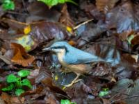 Kleiber am Waldboden - Plitvice NP